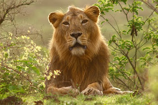 Lion pictures and wallpapers 8