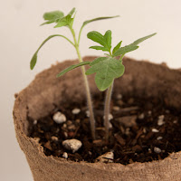 3-day-old German Green seedlings