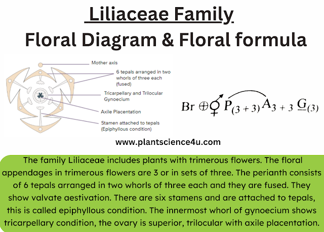 Floral Diagram and Floral Formula: Liliaceae