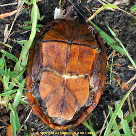 Underside of Turtle in my Back Yard 