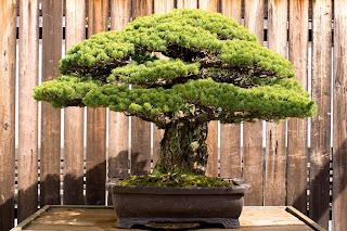 Δέντρο Bonsai