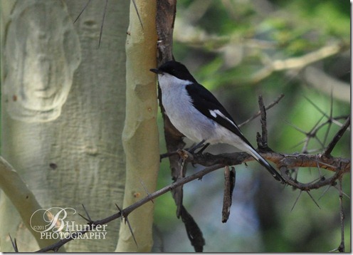 flycatcher