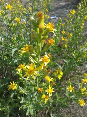 Flores. Olivarda en Vicálvaro