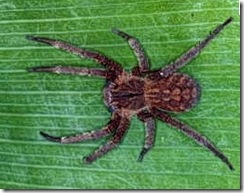 aranhaEretil