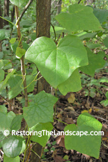 Restoring The Landscape With Native Plants One More Native Vine