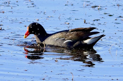 "A close-up of a Eurasian Moorhen (Gallinula chloropus) wading in shallow water, showing off its characteristic black plumage and red beak."