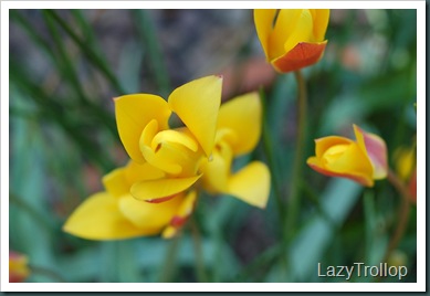 Nymans garden 07 April 2011 007