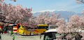 [写真] 高遠城址公園の桜はウワサ以上のボリューム感！