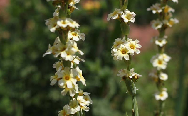 Sisyrinchium Striatum Flowers Pictures