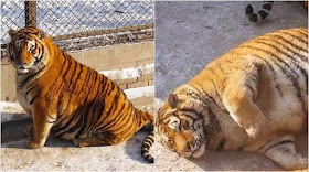 fat tiger