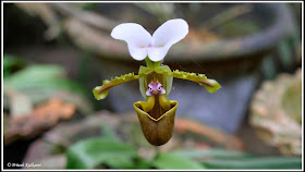 Orchid Park, Kaziranga