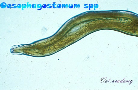 Oesophagostomum spp - Nodular worms