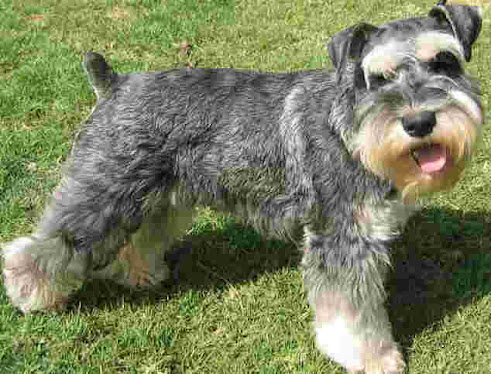 Perros Schnauzer