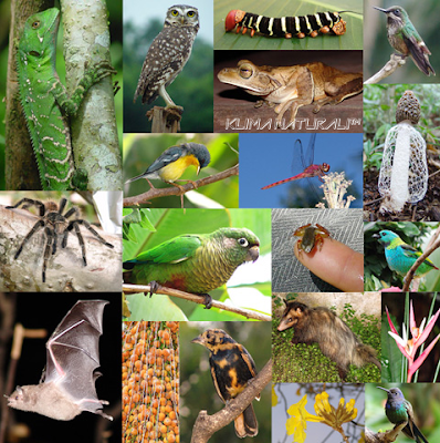 Biodiversidade Global 