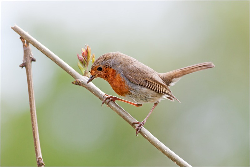 Robin