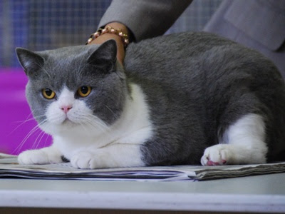 Kucing British Shorthair