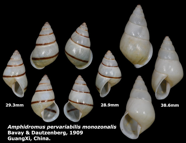 Amphidromus pervariabilis monozonalis 28.9 to 38.6mm