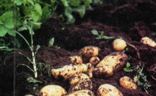 tanaman kentang super john