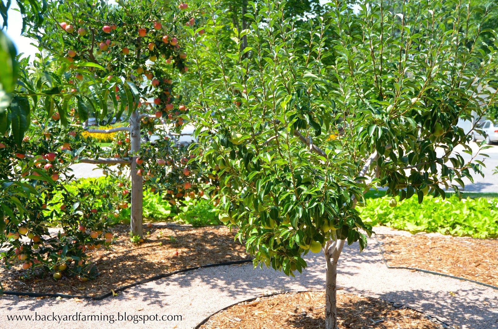 Backyard Farming: Home orchards