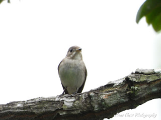 Asian Brown Flycatcher at Botanic Gardens in Singapore