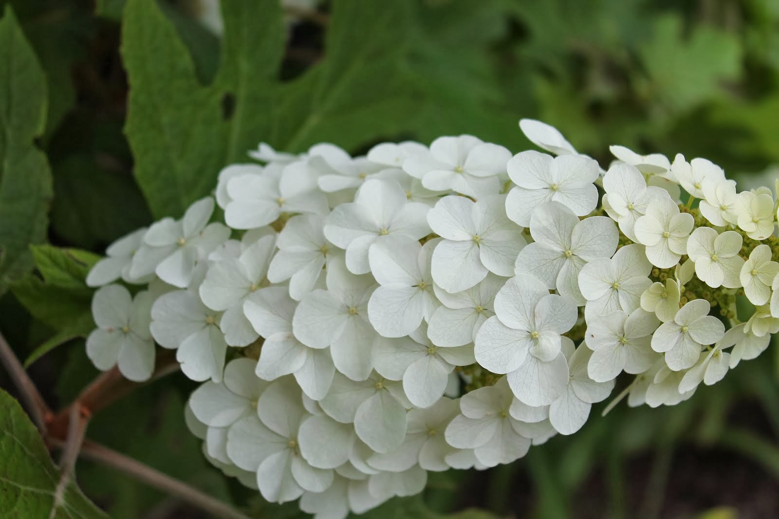 Oakleaf Hydrangea