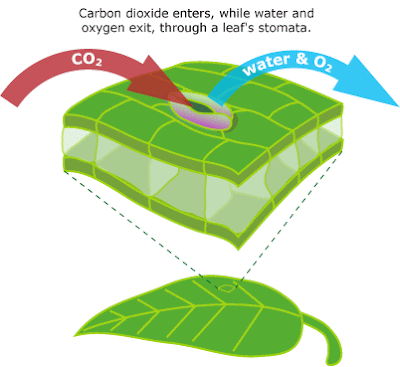 the circulatory system diagram for kids. circulatory system diagram