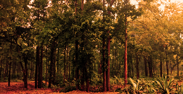 McCluskieganj - the Little England of India