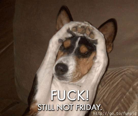 Funny Animals With Sayings still not Friday