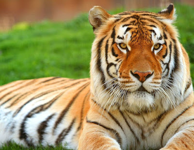 Download free Tiger Wallpapers. Amazing collection of full .