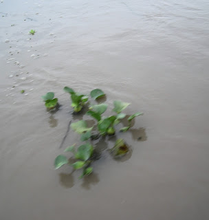 water hyacinth in the Amazon River