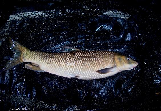 Barbo 2 kg