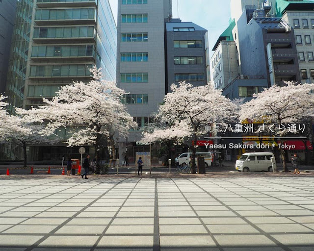 八重洲さくら通りの桜並木