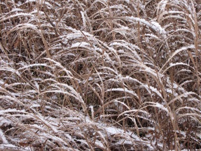 snow on grass