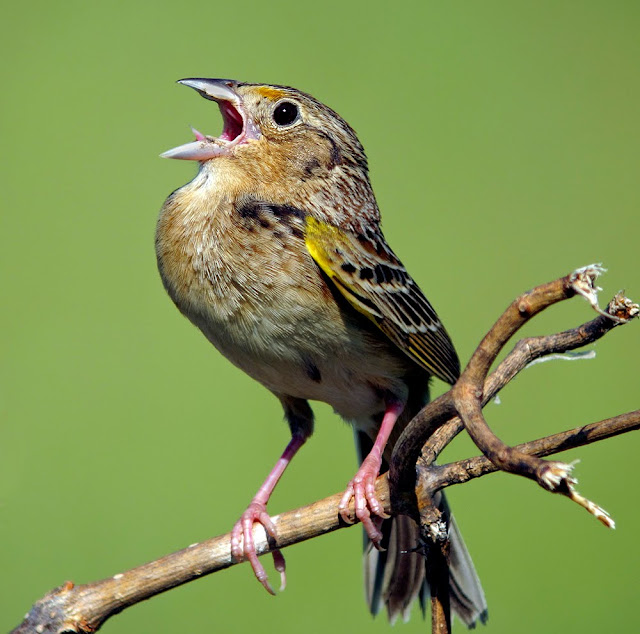 Sparrows Birds