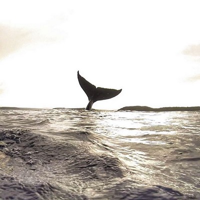 This Lucky Guy Was Photobombed By A Massive Whale