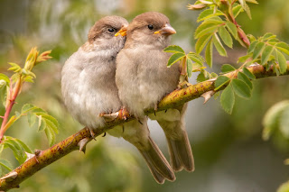 House Sparrow DFBridgeman