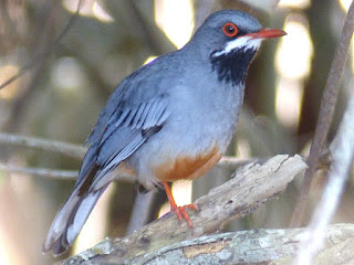 Turdus plumbeus - Merle vantard