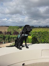 Foley sitting on a ledge looking out in the vineyards with a gloomy sky
