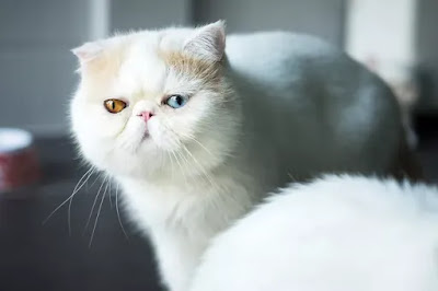 The 10 Most Popular Cat Breeds in the World