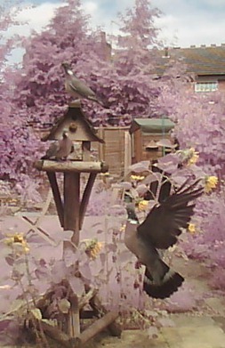 Trice thrice - three wood-pigeons