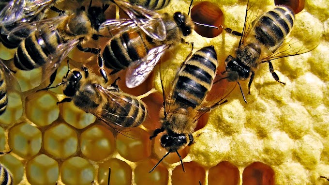 Principles for Selecting bee species for apiculture