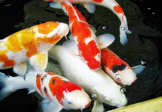 kolam ikan koi