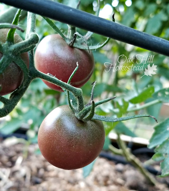 Cherry Cola cherry tomatoes