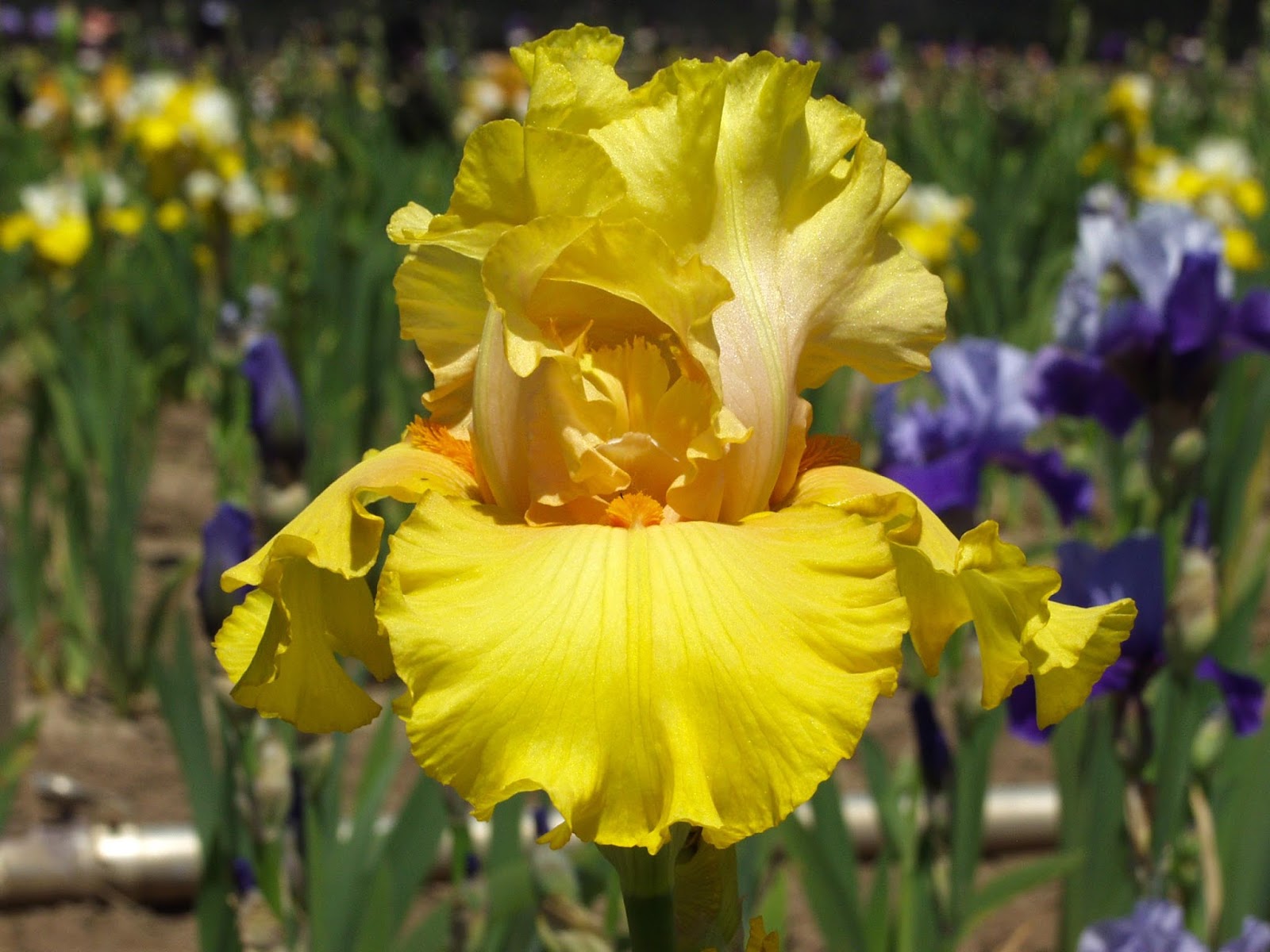 Tall Bearded Iris (Iris 'Lace Point') in the Irises Database 