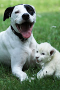 A dog adopts baby white lion (7 pics)