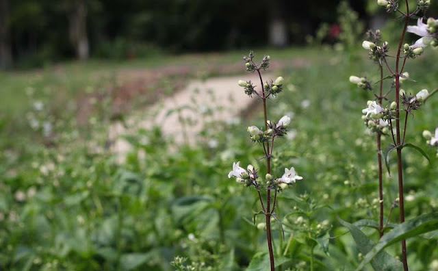 Foxglove Beardtongue Flowers Pictures