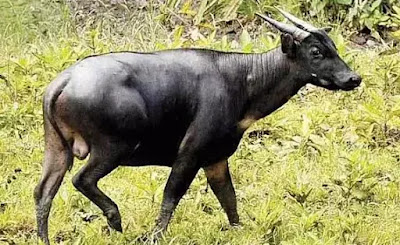 satwa-langka-indonesia-anoa