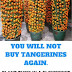 how to grow tangerines from seeds