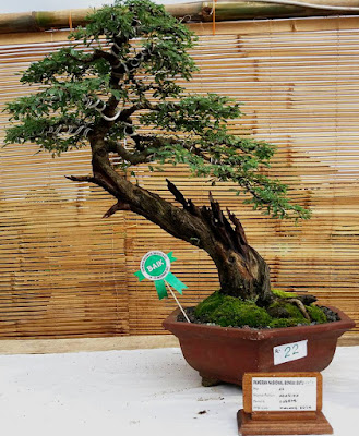 Bonsai Pohon Klampis