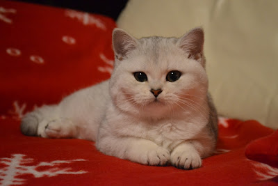Silver shaded british shorthair